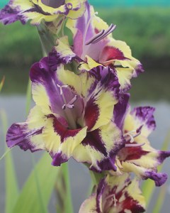 Gladiolus Circus Color